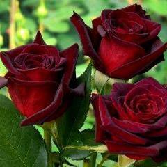 Black Baccara ® Trandafir Teahibrid butaşi trandafiri de grădină în ghiveci sau rădăcină liberă
