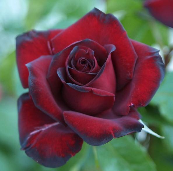 Black Madonna ( Schwarze Madonna ) ® Trandafir Teahibrid butaşi trandafiri de grădină în ghiveci sau rădăcină liberă