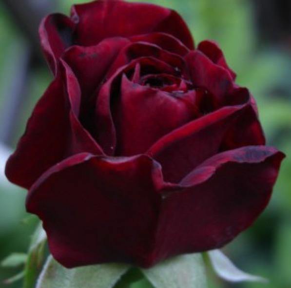 Black Madonna ( Schwarze Madonna ) ® Trandafir Teahibrid butaşi trandafiri de grădină în ghiveci sau rădăcină liberă