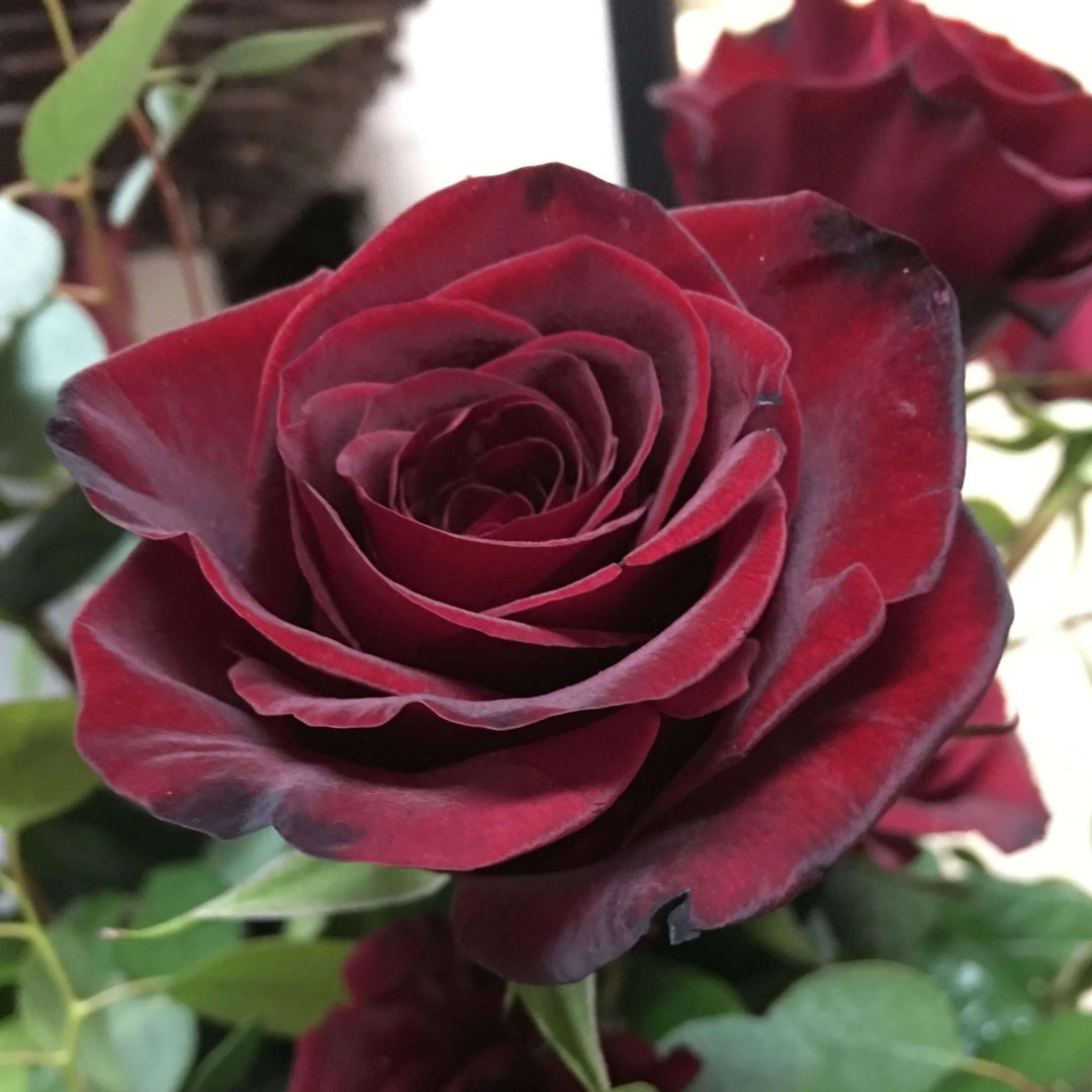 BLACK MAGIC ® Butasi trandafiri de gradina butaşi trandafiri de grădină în ghiveci sau rădăcină liberă