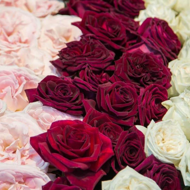 Black Perfumella ® Trandafir Teahibrid butaşi trandafiri de grădină în ghiveci sau rădăcină liberă