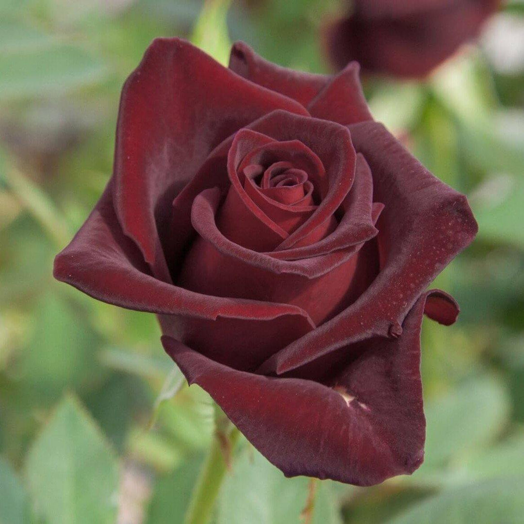 Black Perfumella ® Trandafir Teahibrid butaşi trandafiri de grădină în ghiveci sau rădăcină liberă