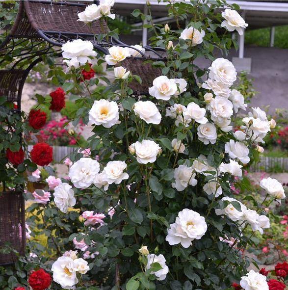Blanche Colombe ® Trandafir Cățărător Urcător butaşi trandafiri de grădină în ghiveci sau rădăcină liberă