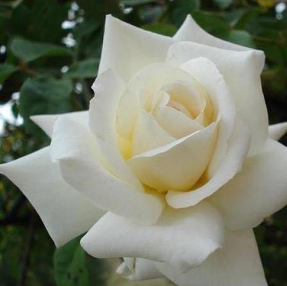 Blanche Colombe ® Trandafir Cățărător Urcător butaşi trandafiri de grădină în ghiveci sau rădăcină liberă
