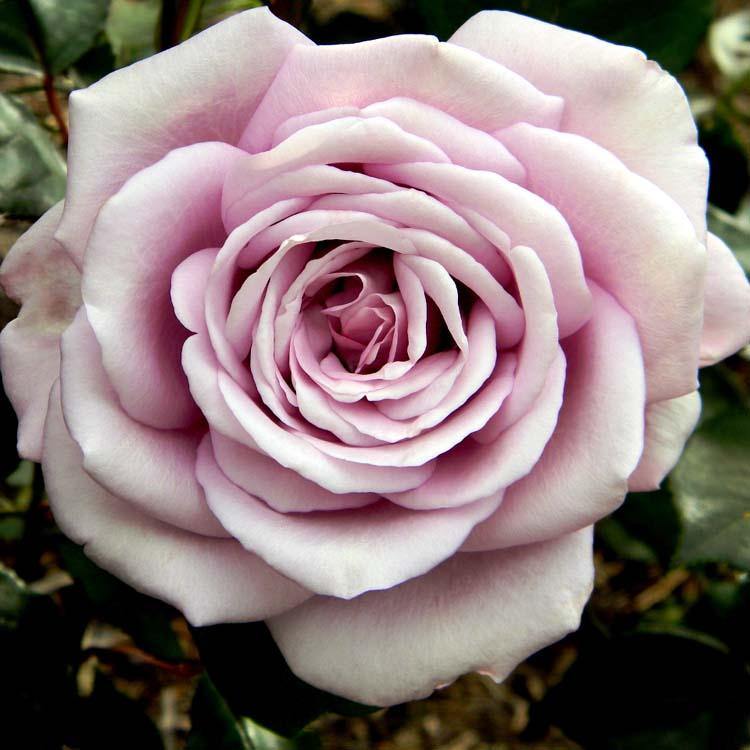 Blue Moon ® Trandafir Teahibrid butaşi trandafiri de grădină în ghiveci sau rădăcină liberă