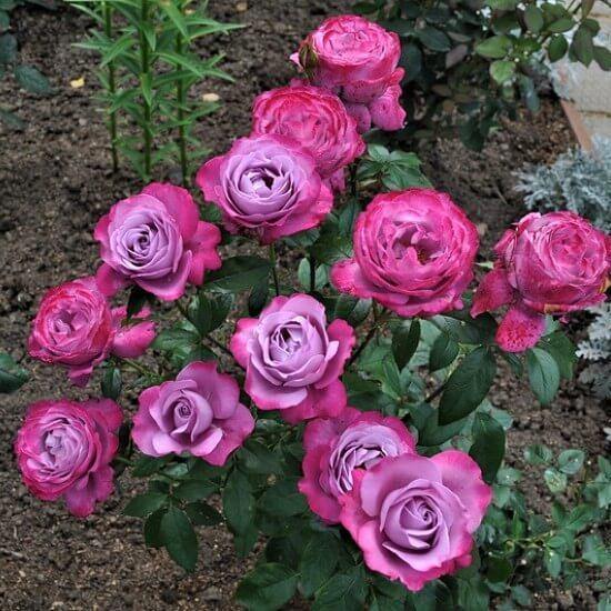BLUE RIVER ® Butasi trandafiri de gradina butaşi trandafiri de grădină în ghiveci sau rădăcină liberă