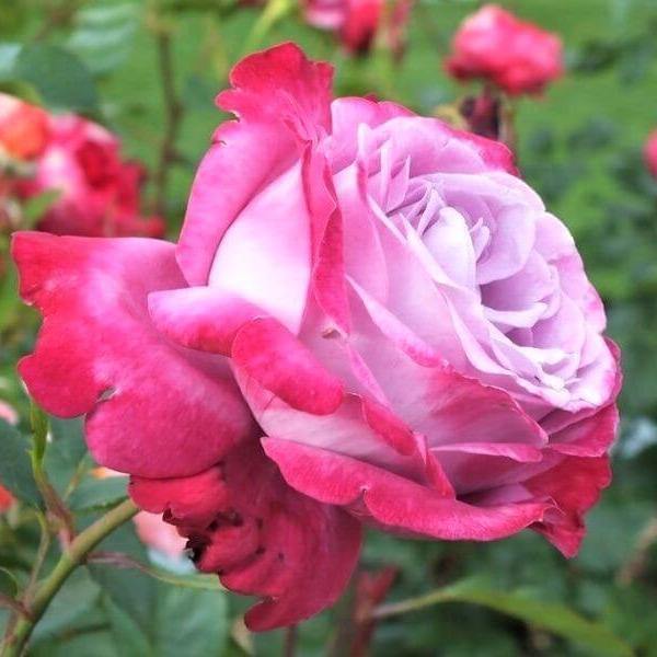 BLUE RIVER ® Butasi trandafiri de gradina butaşi trandafiri de grădină în ghiveci sau rădăcină liberă