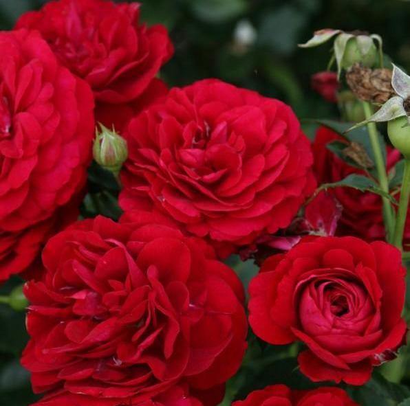 BORDEAUX ® Butasi trandafiri de gradina butaşi trandafiri de grădină în ghiveci sau rădăcină liberă