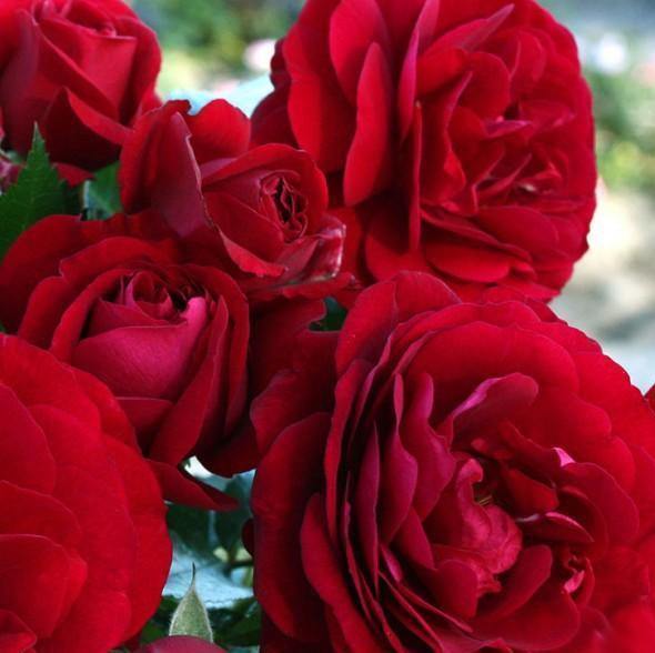 BORDEAUX ® Butasi trandafiri de gradina butaşi trandafiri de grădină în ghiveci sau rădăcină liberă