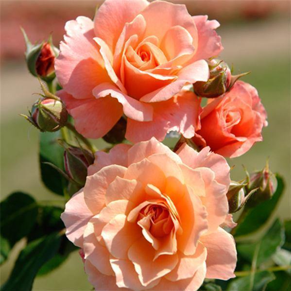 BORDURE ABRICOT ® Butasi trandafiri de gradina butaşi trandafiri de grădină în ghiveci sau rădăcină liberă