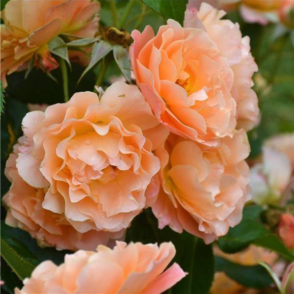 BORDURE ABRICOT ® Butasi trandafiri de gradina butaşi trandafiri de grădină în ghiveci sau rădăcină liberă