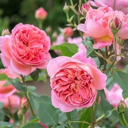 Boscobel ® Trandafir Englezesc Floribunda butaşi trandafiri de grădină în ghiveci sau rădăcină liberă