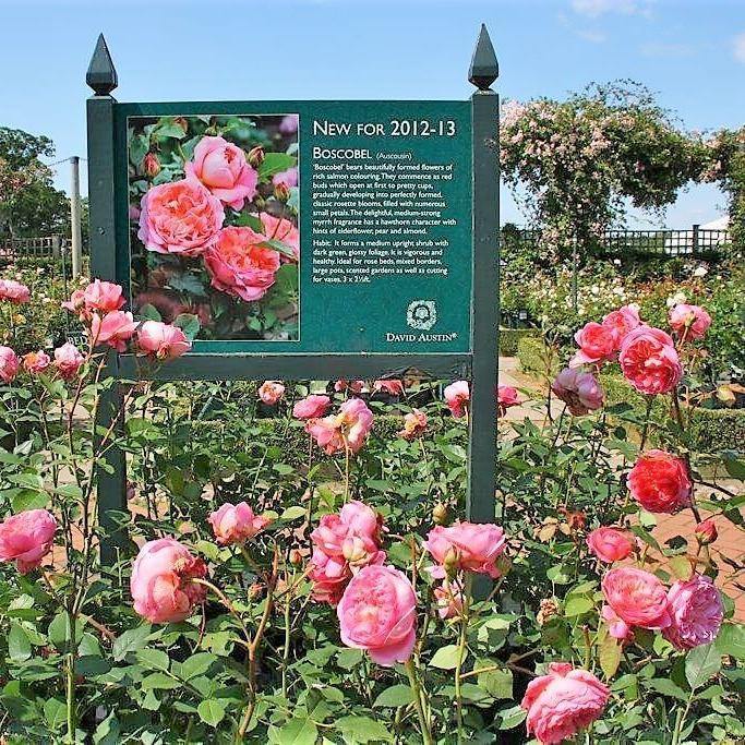 Boscobel ® Trandafir Englezesc Floribunda butaşi trandafiri de grădină în ghiveci sau rădăcină liberă