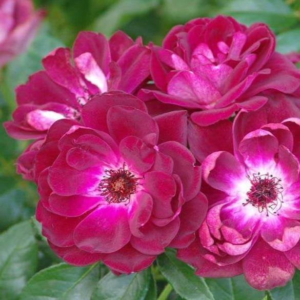 Burgundy Iceberg ® Trandafir Floribunda butaşi trandafiri de grădină în ghiveci sau rădăcină liberă