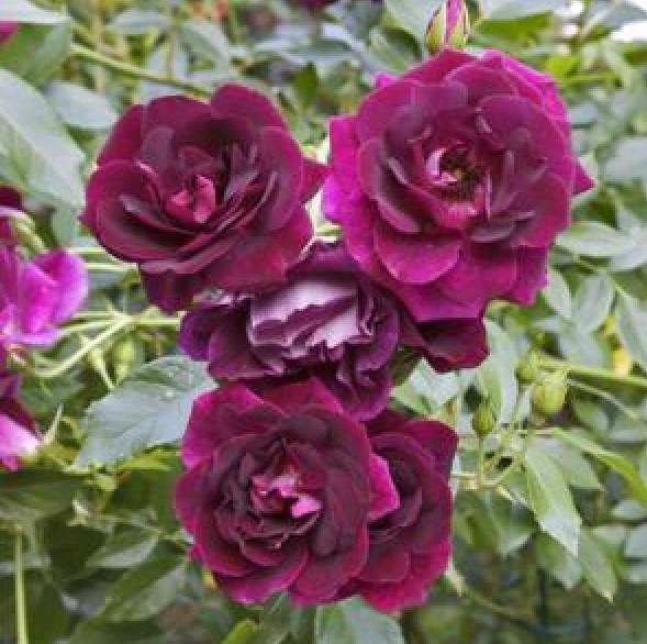 Burgundy Iceberg ® Trandafir Floribunda butaşi trandafiri de grădină în ghiveci sau rădăcină liberă