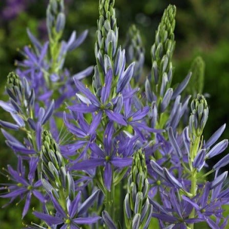 CAMASSIA LEICHTLINII : CAERULEA Plants butaşi trandafiri de grădină în ghiveci sau rădăcină liberă