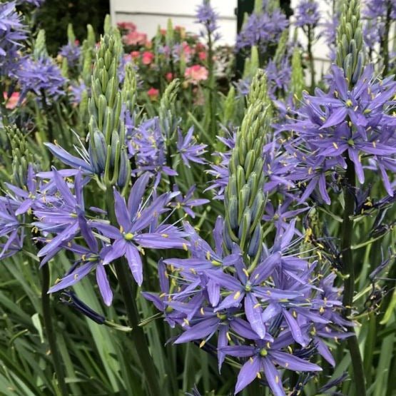 CAMASSIA LEICHTLINII : CAERULEA Plants butaşi trandafiri de grădină în ghiveci sau rădăcină liberă