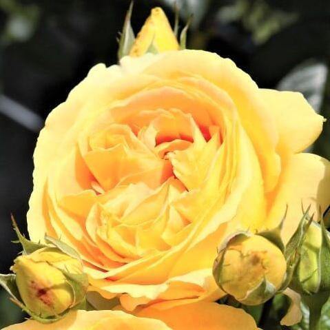 Candlelight ® Trandafir Teahibrid butaşi trandafiri de grădină în ghiveci sau rădăcină liberă
