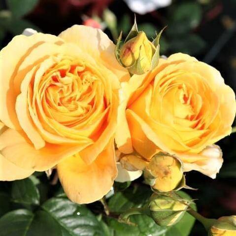 Candlelight ® Trandafir Teahibrid butaşi trandafiri de grădină în ghiveci sau rădăcină liberă