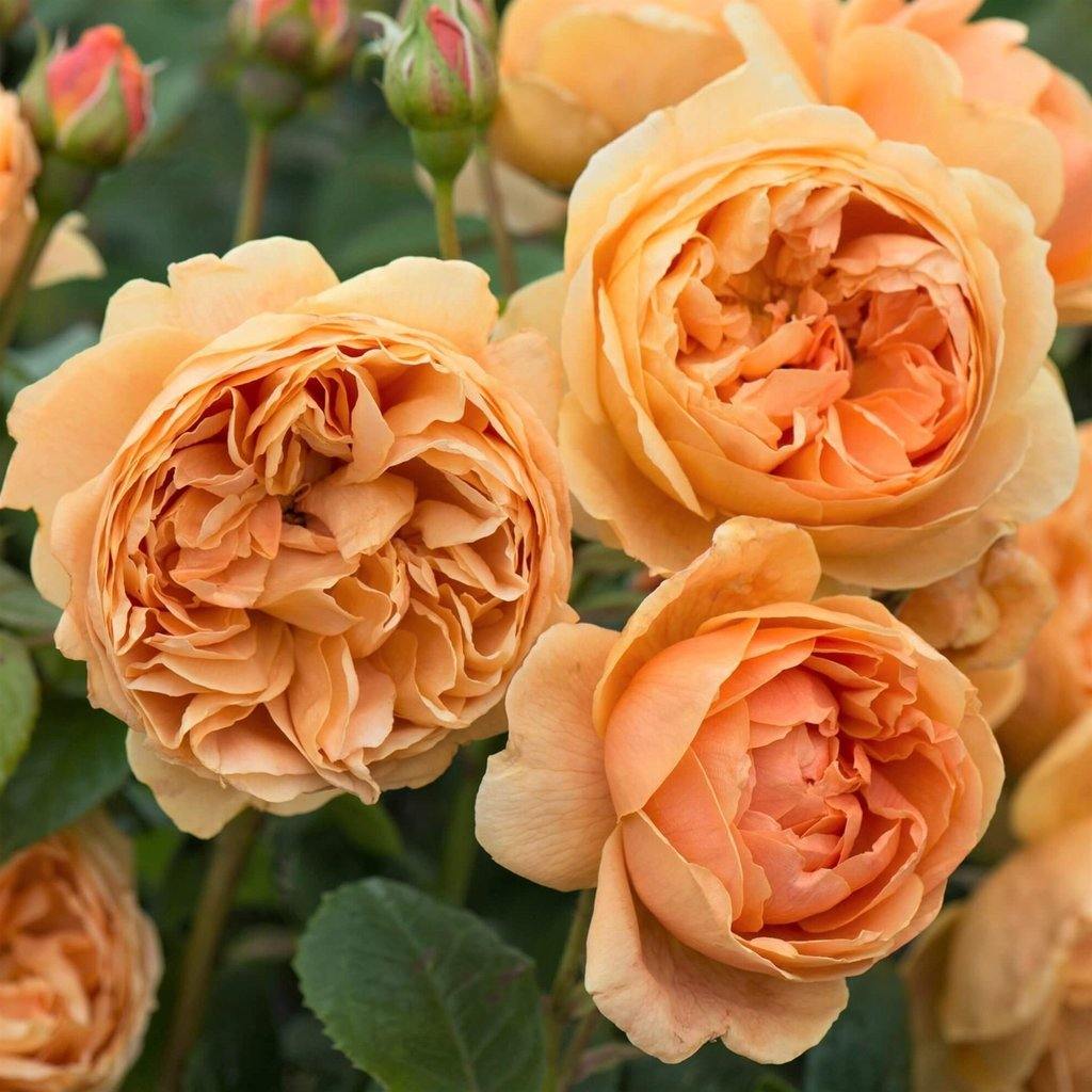 Carolyn Knight ® Trandafir Englezesc Floribunda butaşi trandafiri de grădină în ghiveci sau rădăcină liberă