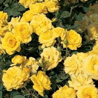 Carte D'or ® Trandafir Floribunda butaşi trandafiri de grădină în ghiveci sau rădăcină liberă