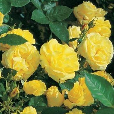 Carte D'or ® Trandafir Floribunda butaşi trandafiri de grădină în ghiveci sau rădăcină liberă