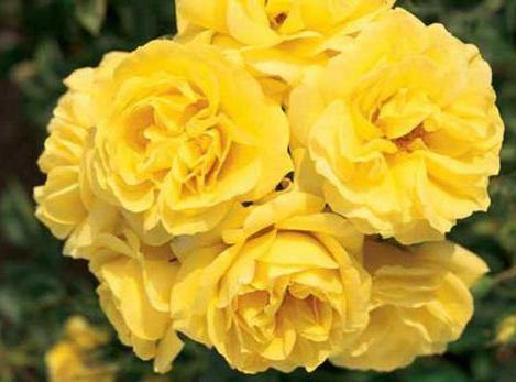 Carte D'or ® Trandafir Floribunda butaşi trandafiri de grădină în ghiveci sau rădăcină liberă