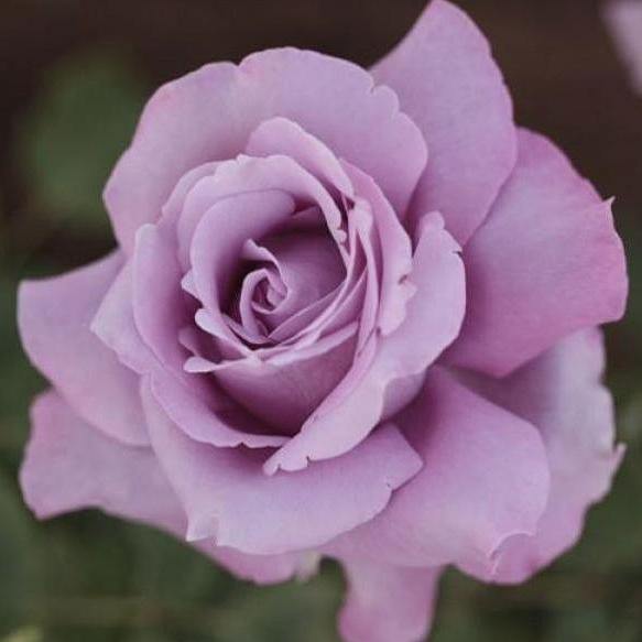 Charles de Gaulle ® Trandafir Teahibrid butaşi trandafiri de grădină în ghiveci sau rădăcină liberă