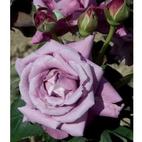 Charles de Gaulle ® Trandafir Teahibrid butaşi trandafiri de grădină în ghiveci sau rădăcină liberă