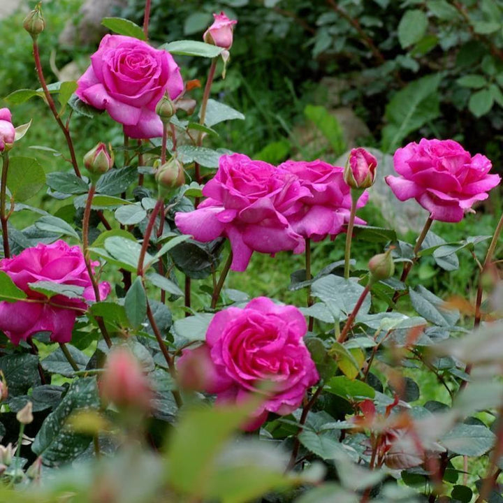 Chartreuse de Parme ® Trandafir Teahibrid butaşi trandafiri de grădină în ghiveci sau rădăcină liberă
