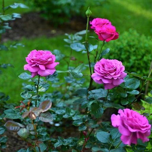 Chartreuse de Parme ® Trandafir Teahibrid butaşi trandafiri de grădină în ghiveci sau rădăcină liberă