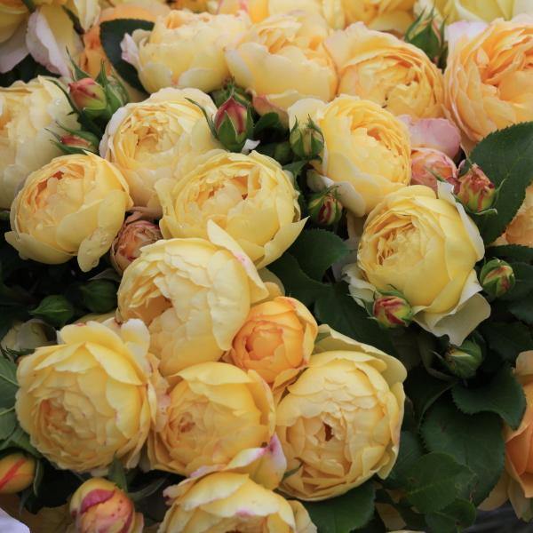 Chateau de Cheverny ® Trandafir Floribunda butaşi trandafiri de grădină în ghiveci sau rădăcină liberă