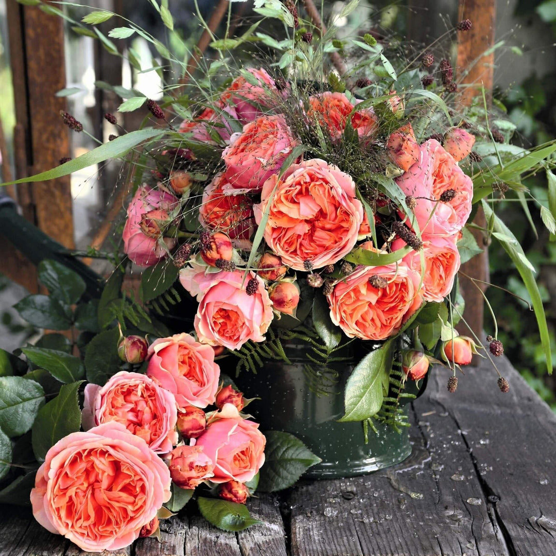 Chippendale ® Trandafir Teahibrid butaşi trandafiri de grădină în ghiveci sau rădăcină liberă