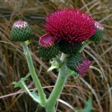 Cirsium rivulare: ATROPURPUREUM butaşi trandafiri de grădină în ghiveci sau rădăcină liberă