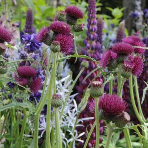 Cirsium rivulare: ATROPURPUREUM butaşi trandafiri de grădină în ghiveci sau rădăcină liberă