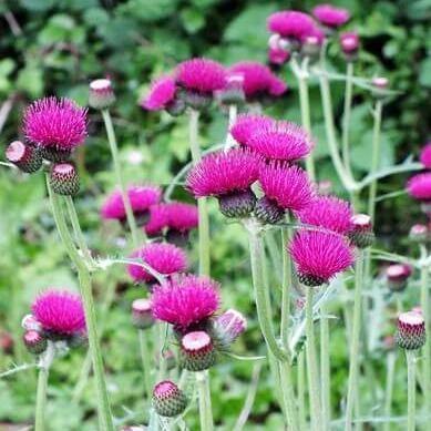 Cirsium rivulare: ATROPURPUREUM butaşi trandafiri de grădină în ghiveci sau rădăcină liberă