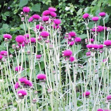 Cirsium rivulare: ATROPURPUREUM butaşi trandafiri de grădină în ghiveci sau rădăcină liberă