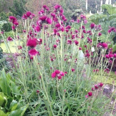 Cirsium rivulare: ATROPURPUREUM butaşi trandafiri de grădină în ghiveci sau rădăcină liberă