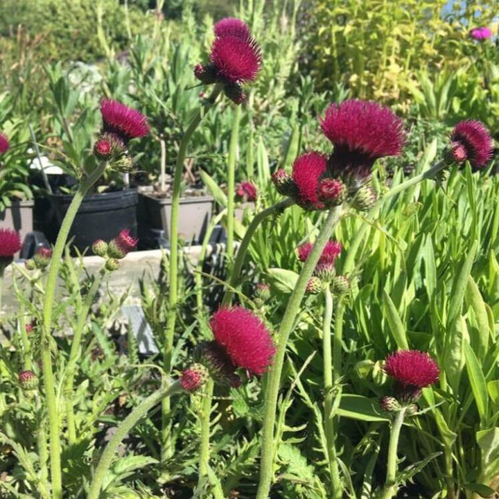 Cirsium rivulare: ATROPURPUREUM butaşi trandafiri de grădină în ghiveci sau rădăcină liberă