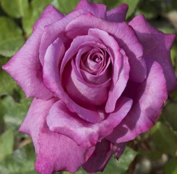 Claude Brasseur ® Trandafir Teahibrid butaşi trandafiri de grădină în ghiveci sau rădăcină liberă