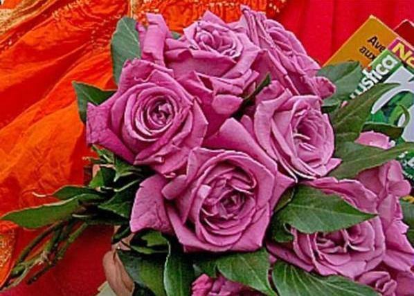 Claude Brasseur ® Trandafir Teahibrid butaşi trandafiri de grădină în ghiveci sau rădăcină liberă