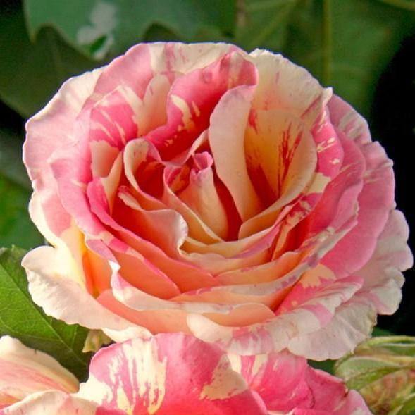 Claude Monet ® Trandafir Teahibrid butaşi trandafiri de grădină în ghiveci sau rădăcină liberă