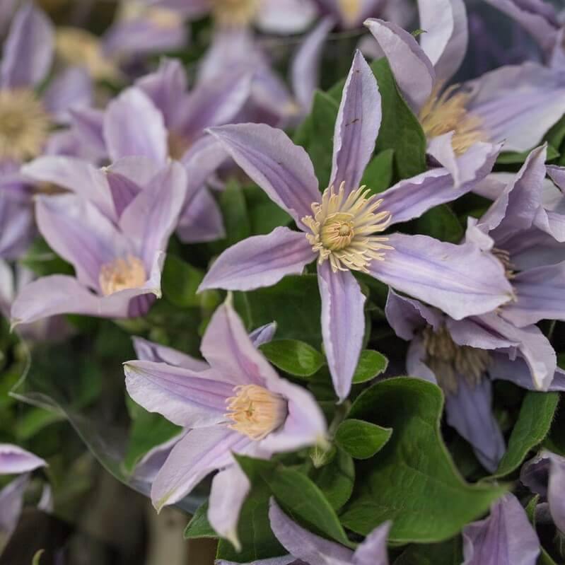 Clematis Diversifolia Star River Perene butaşi trandafiri de grădină în ghiveci sau rădăcină liberă