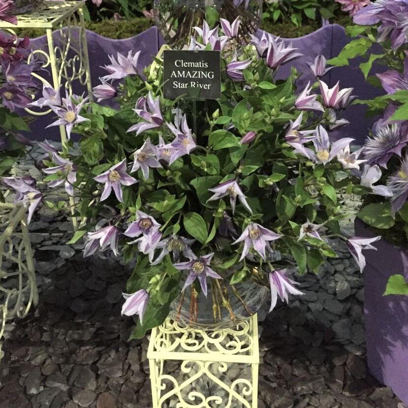 Clematis Diversifolia Star River Perene butaşi trandafiri de grădină în ghiveci sau rădăcină liberă