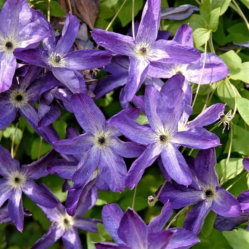 Clematis Viticella Venosa Violacea Perene butaşi trandafiri de grădină în ghiveci sau rădăcină liberă