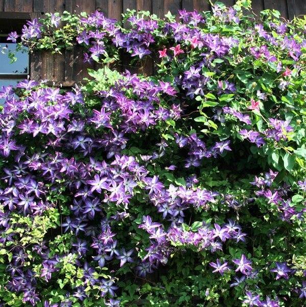 Clematis Viticella Venosa Violacea Perene butaşi trandafiri de grădină în ghiveci sau rădăcină liberă