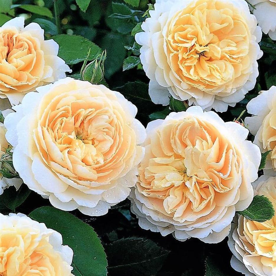Crocus ® Trandafir Englezesc Floribunda butaşi trandafiri de grădină în ghiveci sau rădăcină liberă
