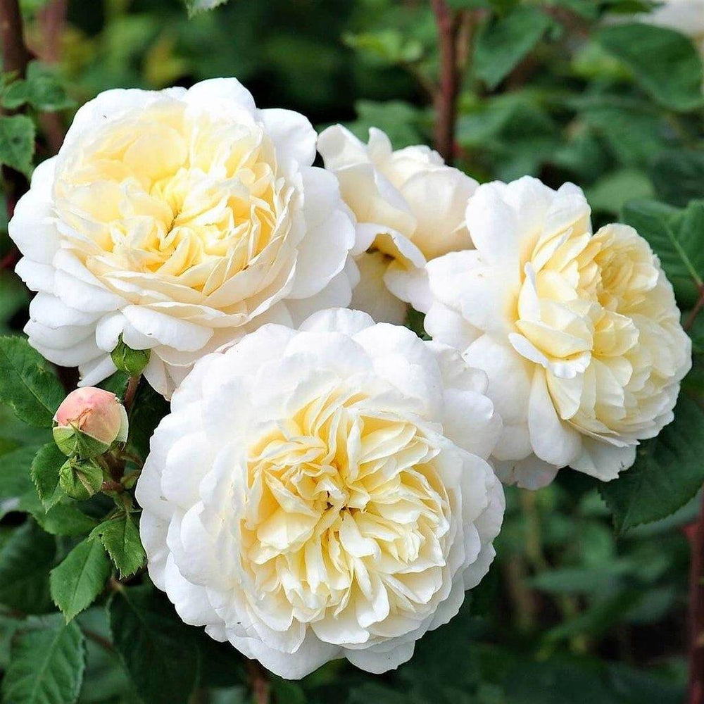 Crocus ® Trandafir Englezesc Floribunda butaşi trandafiri de grădină în ghiveci sau rădăcină liberă