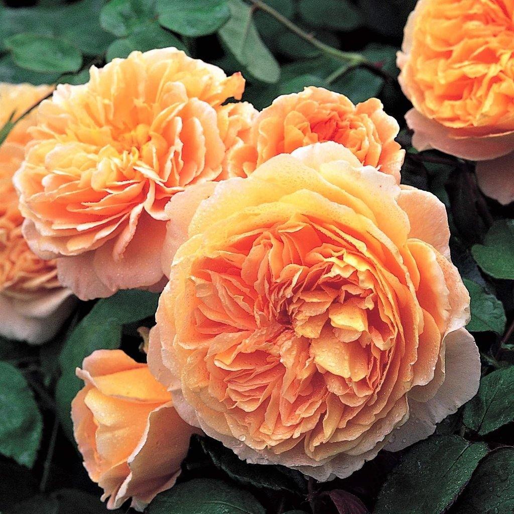 Crown Princess Margareta ® Trandafir Englezesc Floribunda butaşi trandafiri de grădină în ghiveci sau rădăcină liberă