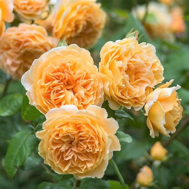 Crown Princess Margareta ® Trandafir Englezesc Floribunda butaşi trandafiri de grădină în ghiveci sau rădăcină liberă